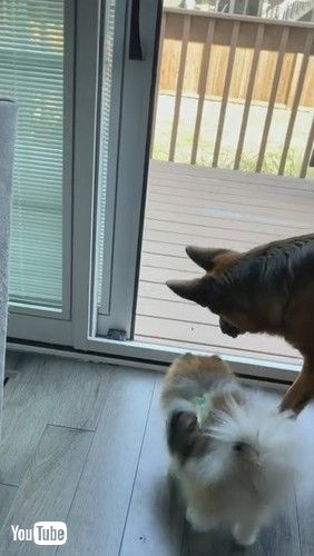 uBig Dog Eats Smaller Dog's Entertainment || ViralHogv