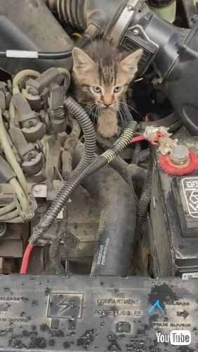 「Kitten Crawls Out of Car's Engine Compartment || ViralHog」