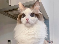 One Piece 過去最大合計90巻を無料に 全3部を読んで ワノ国編 まで追い付ける ねとらぼ