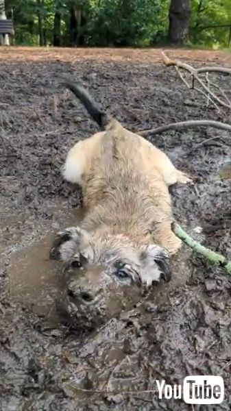 泥遊びが大好きなワンコ 水たまりを見つけたら 顔から突っ込み全身泥まみれで遊ぶ姿が楽しそう 1 2 ページ ねとらぼ