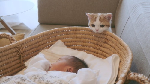 赤ちゃんと子猫