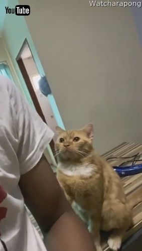 uCat Gently Paws at Arm for Attention || ViralHogv