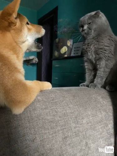 Begs Cat to Play