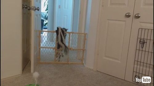 uKitty Helps Skunk Friend Escape || ViralHogv