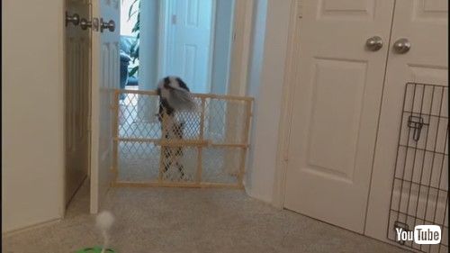「Kitty Helps Skunk Friend Escape || ViralHog」