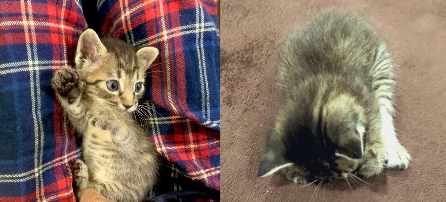 保護した子猫が落ち込む理由は 爪を切られてショボンとうずくまる背中に よくがんばった めっちゃかわいい ねとらぼ