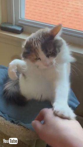 uCat Slaps Owner's Hand When They Try to Pet Her - 1258339v