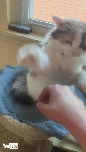 uCat Slaps Owner's Hand When They Try to Pet Her - 1258339v