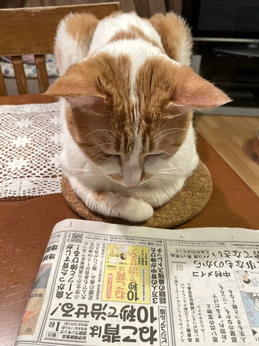 元保護猫 るる ちゃんの前に新聞を置いたら ねこ背の本 について熟読するような表情がかわいい ねとらぼ