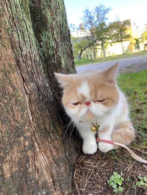 猫 散歩中に犬に吠えられた 落ち込むシワシワの表情が抱きしめたくなるほどいとおしい ねとらぼ