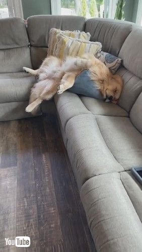 「Sleepy Golden Flops Off Couch || ViralHog」
