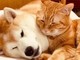 シャンプーしたての柴犬に、猫がクンクン近づいて……　何年たっても仲の良い姿に心がほかほか癒やされる