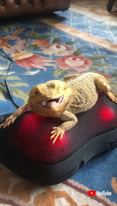 保護したトカゲがマッサージ機に乗ったら 笑顔のような表情に こんな幸せそうなトカゲ 初めて見た 1 2 ページ ねとらぼ