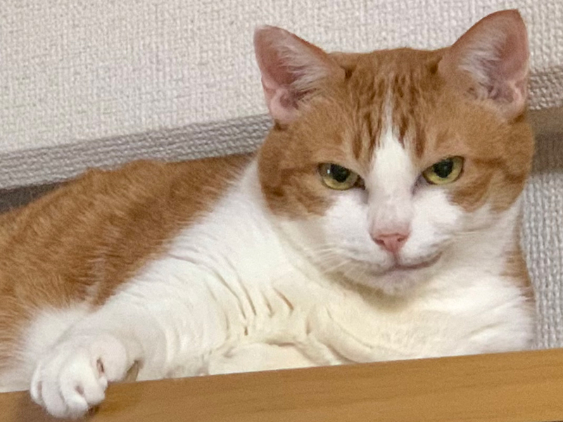 猫 計画通り ニヤリ ニヒルな笑みを浮かべる猫ちゃんに強キャラ感があふれ出ている ねとらぼ