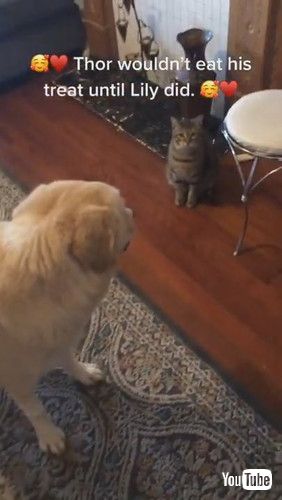 uDog Waits for Kitty to Eat First || ViralHogv