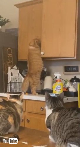 uCat That Wants More Treats Doesn't Let Cupboard Stop Him || ViralHogv