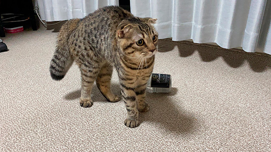 猫が初めての大地震に驚き タヌキのようにぶわっと太くなってしまったシッポがいとおしい ねとらぼ