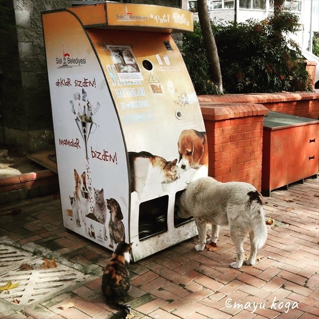 猫マンションに給餌マシン トルコの野良犬 猫たちが安心して暮らせる取り組みから大きな愛が伝わる ねとらぼ