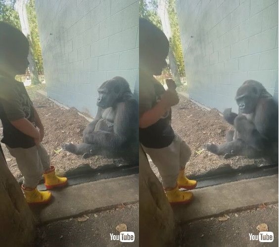 男の子がゴリラの前で胸をたたいてみたら 驚きのリアクションをするゴリラが優しい 1 2 ページ ねとらぼ