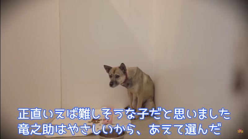 殺処分に震えていた犬 初散歩で心を開いていき やっと見せた笑顔に 涙が出た 心に刺さる の声集まる ねとらぼ