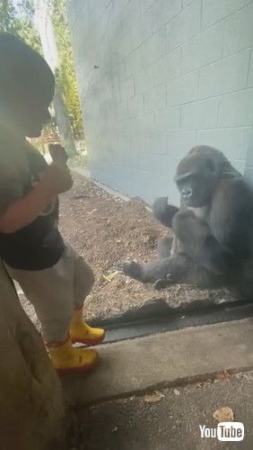 「Golden Moment Captured on Camera as Gorilla Mimics Boy || ViralHog」