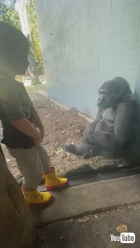 uGolden Moment Captured on Camera as Gorilla Mimics Boy || ViralHogv