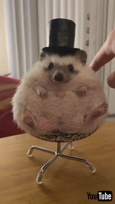 シルクハットをかぶったハリネズミさんが椅子に座って オシャレに決まった姿がダンディーでかっこいい 1 2 ページ ねとらぼ
