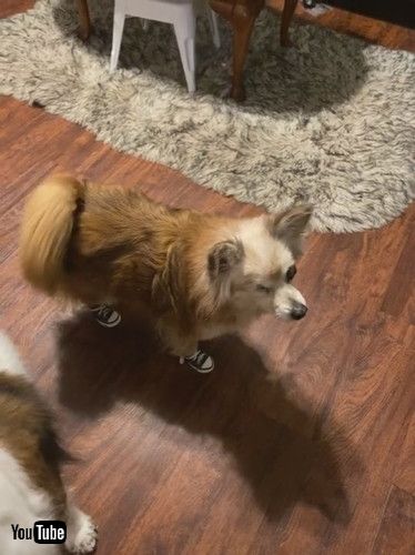 uPompom Pup is Excellent Tap Dancer || ViralHogv