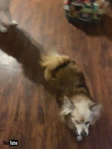 uPompom Pup is Excellent Tap Dancer || ViralHogv