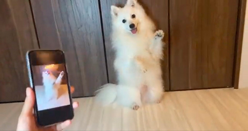 写真と同じポーズを再現できるワンちゃん 賢くてかわいい姿に 人 入ってます 天才かよ の声 ねとらぼ 写真と同じポーズを再現できるワンちゃん 賢くてかわいい姿に 人 入ってます 天才かよ の声 ねとらぼ