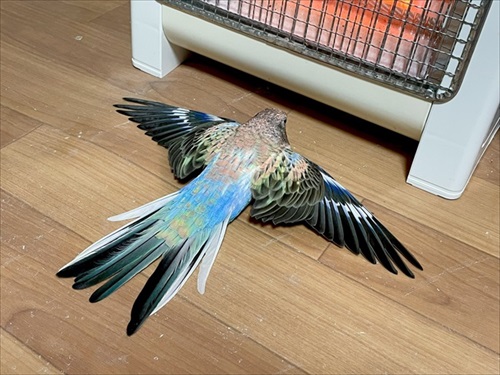 インコがストーブ前の特等席を占領して 羽を大きく広げてぽかぽかあたたまる姿にほっこりする 1 2 ページ ねとらぼ