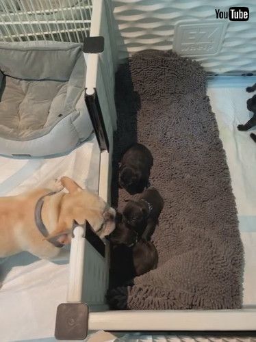 uDog Dad Delighted to Meet His Puppies || ViralHogv