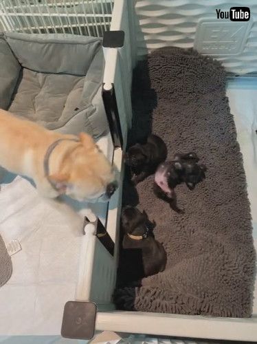 uDog Dad Delighted to Meet His Puppies || ViralHogv