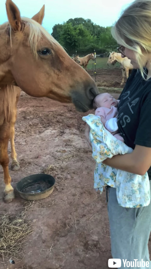 赤ちゃんに出会った馬 そっと近づいて かわいい 妹 にキスをする様子がやさしくてあたたかい 1 2 ページ ねとらぼ