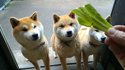 柴犬親子の 無限キャベツ がかわいい 3匹でお行儀よく順番を待つ姿に顔がほころんでしまう 1 2 ページ ねとらぼ