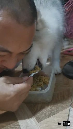 uPretending Encourages Puppy to Eat || ViralHogv