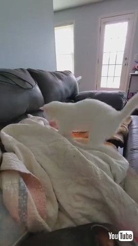 uCat Hits Dog Sleeping Under Blanket - 1240312v