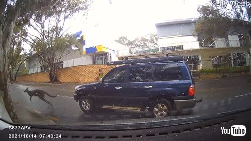 uKangaroo Slides Out in Front of Car Surprising Woman || ViralHogv