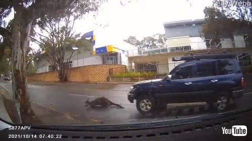 uKangaroo Slides Out in Front of Car Surprising Woman || ViralHogv