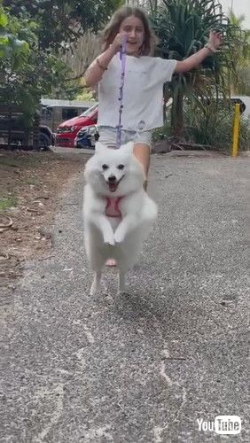 uDog Hops On Their Back Feet While Running With Little Girl - 1263843v