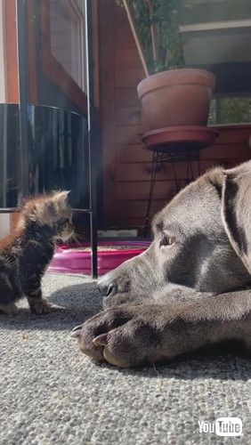 uLarge Dog Shows Love to Tiny Kitten || ViralHogv