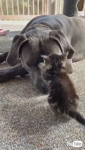 uLarge Dog Shows Love to Tiny Kitten || ViralHogv
