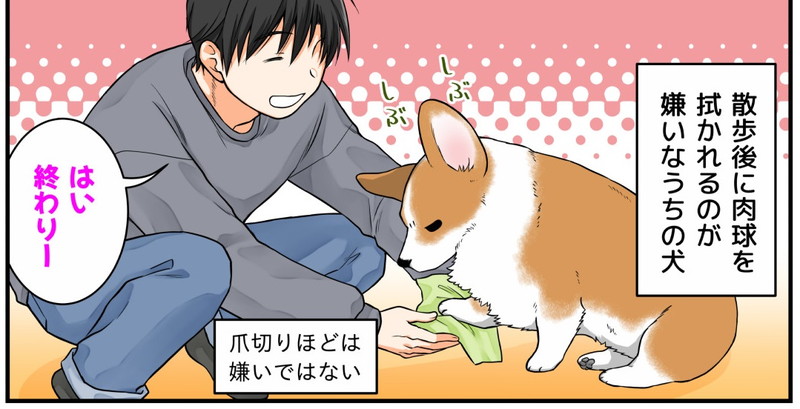お散歩後 ワンコの肉球をふこうとしたら 未確認動物に変身 断固拒否するコーギーの漫画がかわいい ねとらぼ お散歩後 ワンコの肉球をふこうとしたら 未確認動物に変身 断固拒否するコーギーの漫画がかわいい ねとらぼ