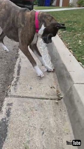 uBrindle Boxer Goes With The Flow || ViralHogv