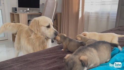 uGolden Retriever Meets Puppies for the First Timev