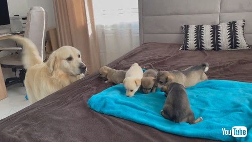 「Golden Retriever Meets Puppies for the First Time」