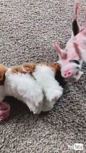 uMini Pig Plays With Toy and Rolls on the Floor - 1261858v