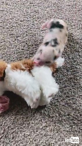 uMini Pig Plays With Toy and Rolls on the Floor - 1261858v