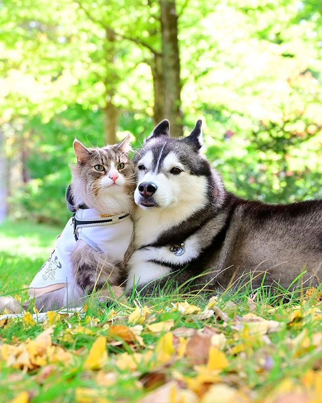 じゃれる、シベリアンハスキーの子犬 - 羊毛フェルト