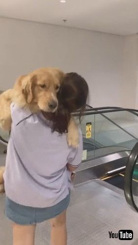 uDog Has to Be Carried Down Escalator || ViralHogv